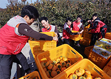 Rural volunteer activities from harvesting to sales photo